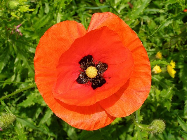 Poppy