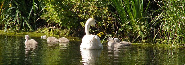 Swans on the lake at The National Archives, Kew